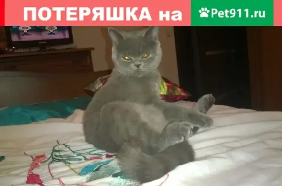 Пропала кошка Боня в Серпухове, Московская область
