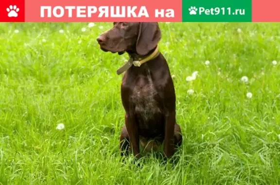 Собака найдена в зеленой роще, Красноярск
