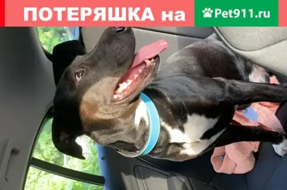 Найдена собака, Москва, фото: Найден кобель на Рублевском шоссе