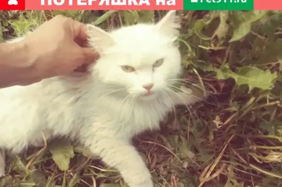 Найдена кошка на ул. Молодежная, Долгопрудный