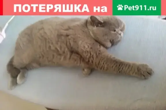 Пропала кошка в Ивановских двориках, Серпухов.