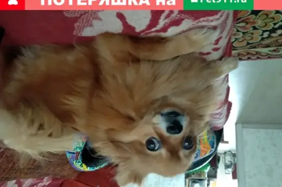 Пропала собака Деси на ул. Невельского, Новосибирск