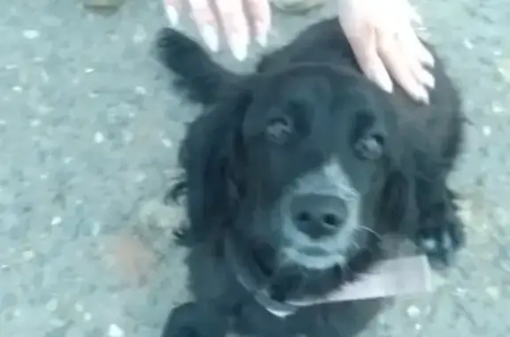 Найдена молодая собака на ул. Звонкая/Сейфуллина, Омск