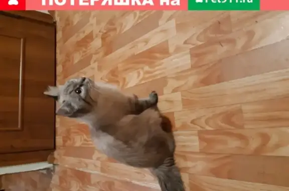 Найдена кошка, порода Невская маскарадная, ищем хозяев