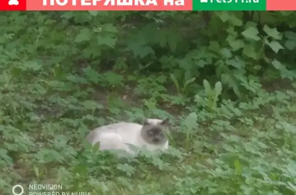 Найден пугливый Сиамский кот на ул. Бутлерова, 20