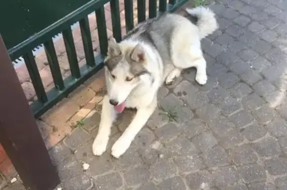 Найдена собака в Мысхако: хаски.