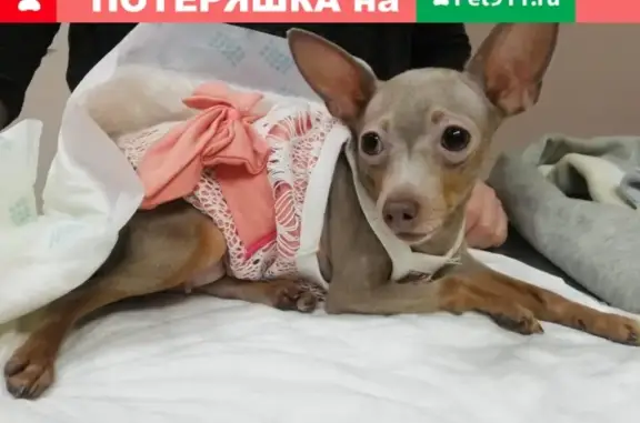 Пропала собака в СНТ Восход-9, пос. Афанасовский