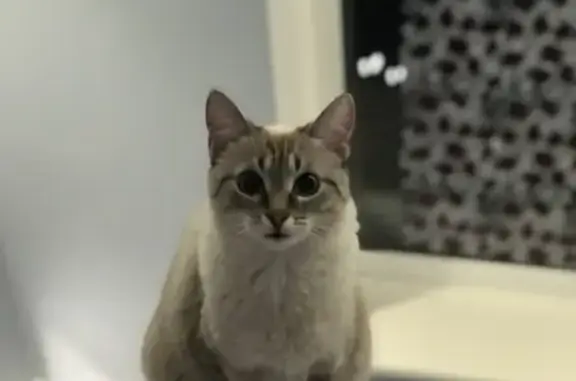 Кошки потеряшки, Москва, фото: Потеряшка кошка в Мещерино, Ленинский район, МО.