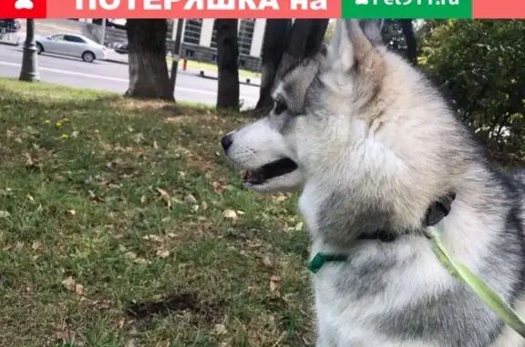 Потерянные животные Москва, фото: Пропала собака Хаски на ул. Советской Армии 3, Москва