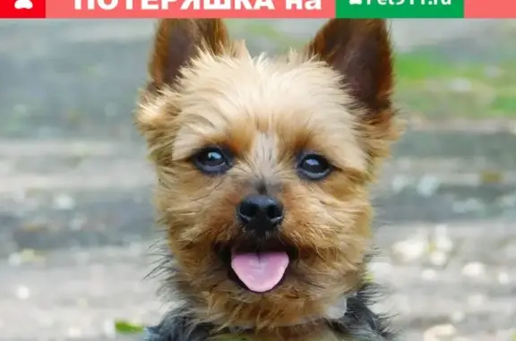 Пропала старенькая собака без зубов в Таганроге