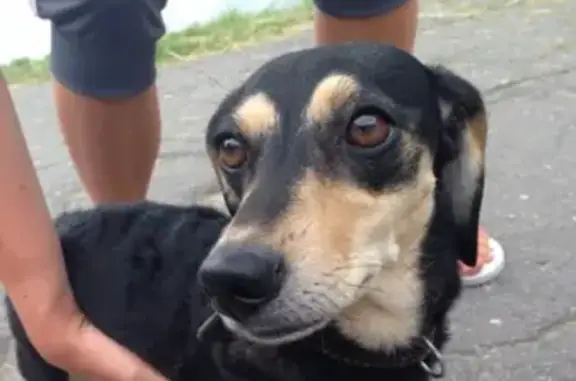 Собаки потеряшки, Калининград, фото: Потеряшка собака в СНТ Победа, Нора, оранжевый ошейник.