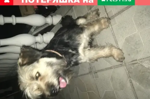 Найдена собака, Домодедово