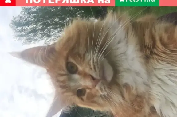 Пропала молодая кошка породы Мейкун в Тверской области, деревня Мещера
