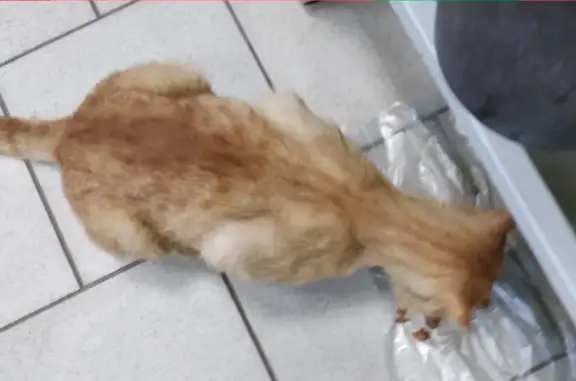 Крупный рыжий кот найден в Казани