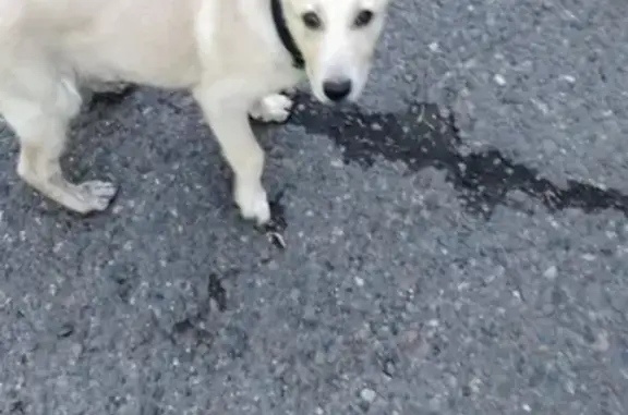 Найден щенок с ошейником в Набережных Челнах, Россия.