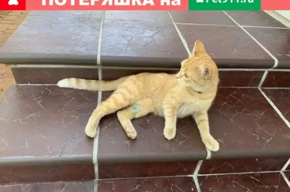 Пропала рыжая кошка в Абинске, Краснодарский край
