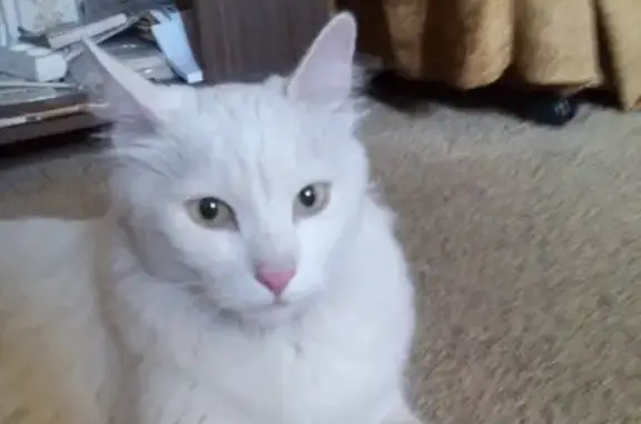 Найден белый кот с розовыми ушами на ул. Камова