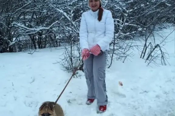 Пропал щенок в районе реки на Гуторовской, Волокно (Курск)