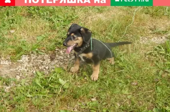 Найдена щеночка с черным ошейником в Ясногорске, Тульская обл.