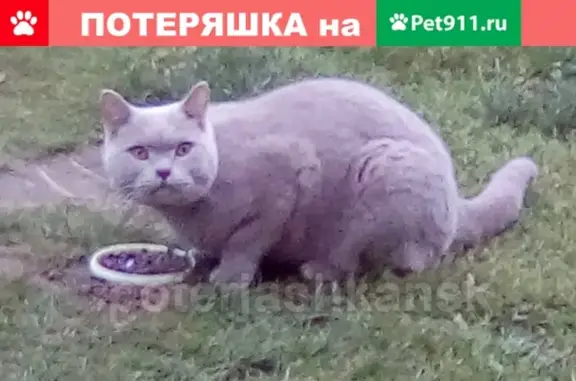 Найден кот в СНТ 'Энергостроитель', Ягодная