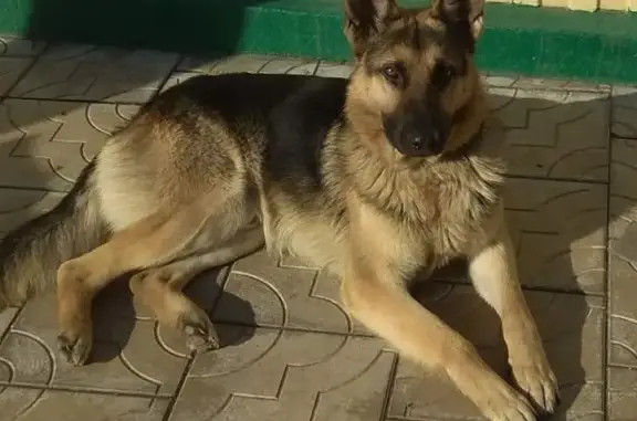 Пропала собака в Георгиевске, ул. Ленинградская.