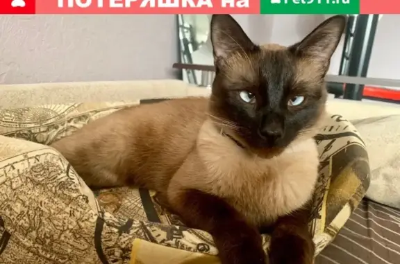 Пропала кошка Виски в Тольятти, ошейник с бубенчиком