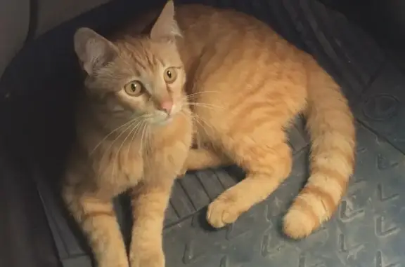 Пропал рыжий кот в частном секторе Томска, просьба о репосте