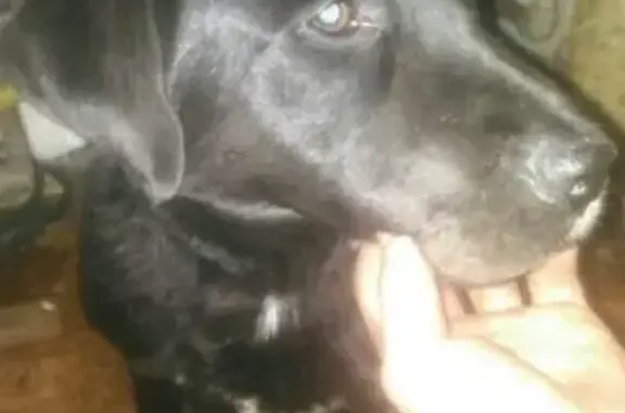 Найдена собака на пр. Победы, травмирована.