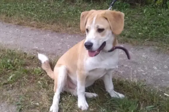 Найдена собака в Электростали, Московская обл. #спасижизнь