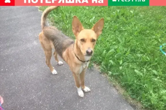 Найдена собака с ошейником в Песочнево, Иваново.