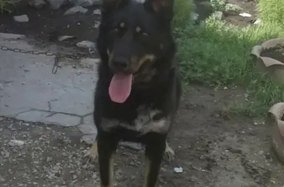 Пропала собака Чапа в Вагайцево, помогите!