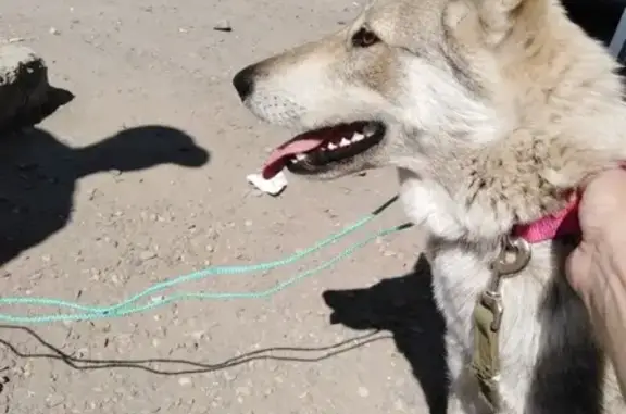 Найдена собака возле магазинов в Аксае