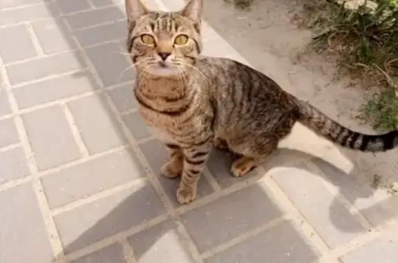 Найден котик в Тамбове, ищут хозяев