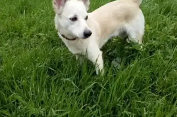 Потерянные животные Новокузнецк, фото: Пропала собака в Новокузнецке, вознаграждение.