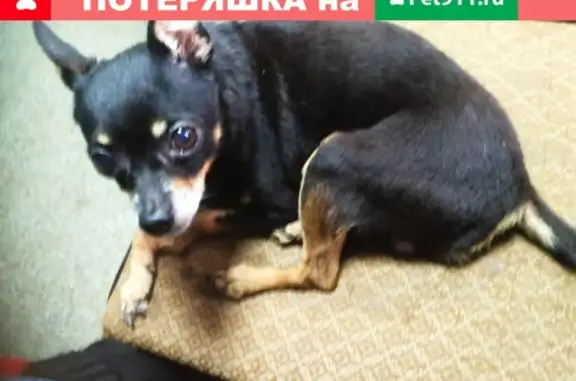 Найдена собака, Томск, фото: Найден той-терьер на Большой Подгорной в Томске
