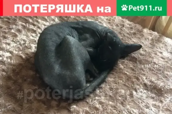Найдена кошка в Бердске, кто потерял?