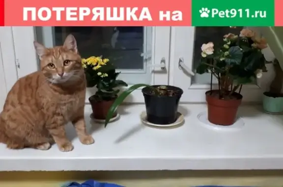 Пропала кошка в Зеленодольске, вознаграждение за находку.