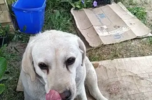 Найдена собака в п. Новая Ляда, Тамбов