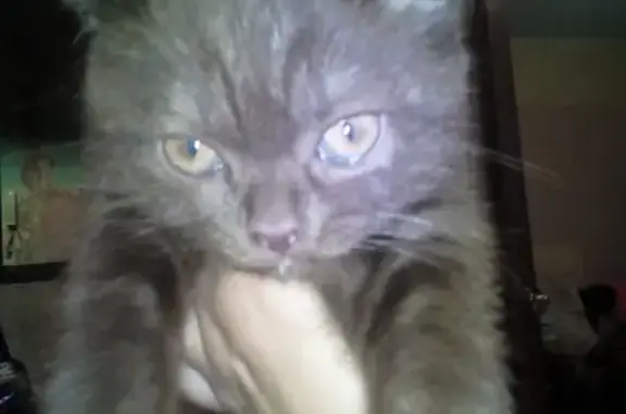 Пропала кошка в Бору: шотландка, окрас шоколадный, 3 месяца.