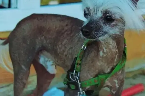 Пропала собака Тимоша в Раздольном, Новосибирск