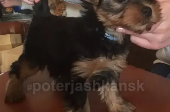 Пропала собака на ул. Тульской в Новосибирске