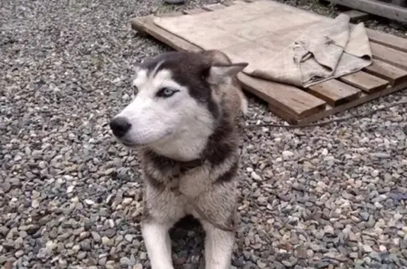 Найдена собака в Красном Абакане