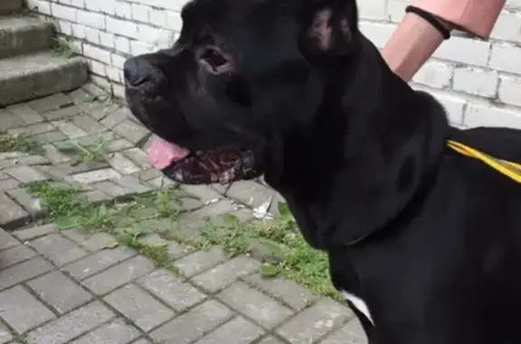 Найдена собака в Санкт-Петербурге