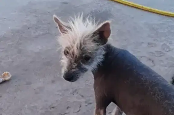 Найдена хохлатая собачка в Новоалександровске