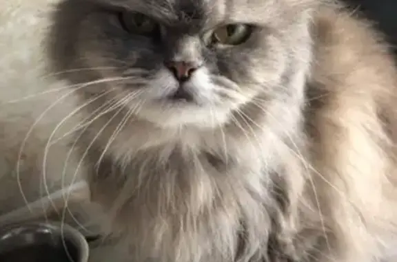 Пропала кошка Ксюша в Железногорске