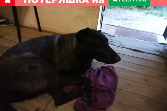 Найдена собака в Монино, Московская область