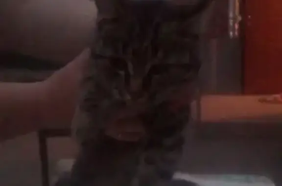 Найден ухоженный кот в Нижнем Ломове