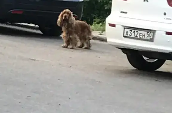 Найдена собака в Ногинске: помогите найти хозяина!