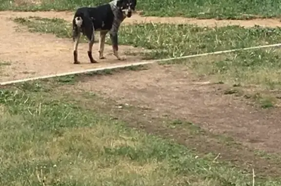 Найдена собака во дворе Жукова 14 и 16