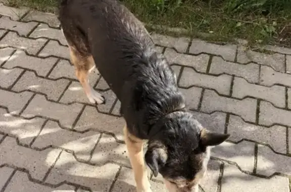 Найдена собака на ул. Гакуна и Бусловского в Калининграде